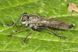 Rovflue tolmerus atricapillus 